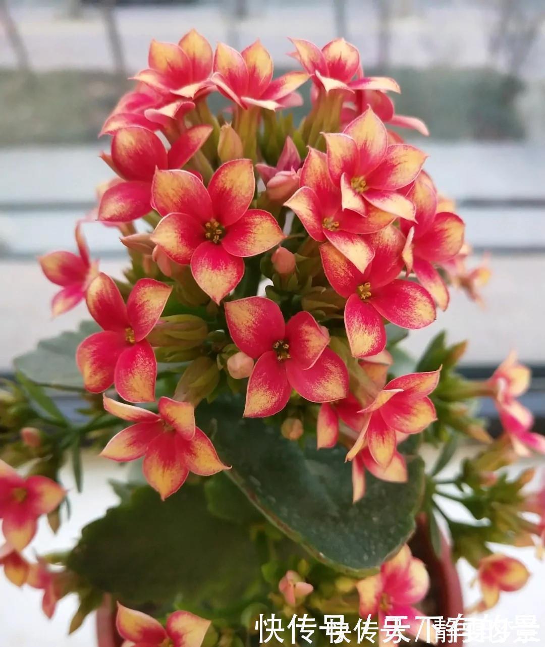 长寿花|长寿花有“三怕”,入冬养护得避开,养成小老桩,清香宜人小半年