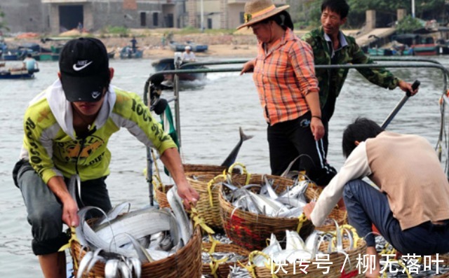 黄海|这7种海鱼,目前无法养殖,都是野生的,营养又好吃,价格还不贵!