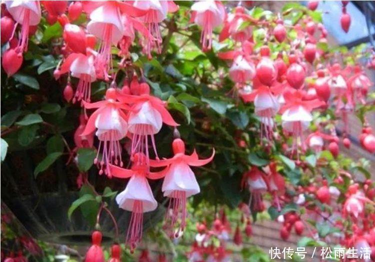 优雅|自带香味的几款花卉,家里摆1盆,比香水还好闻,优雅清新