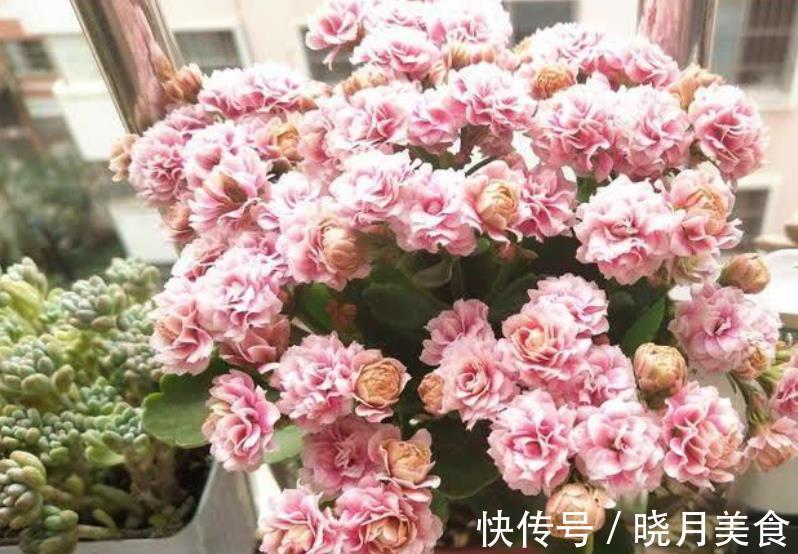 新手须知：秋冬养长寿花，5个要点要谨记，做好了才能早开花