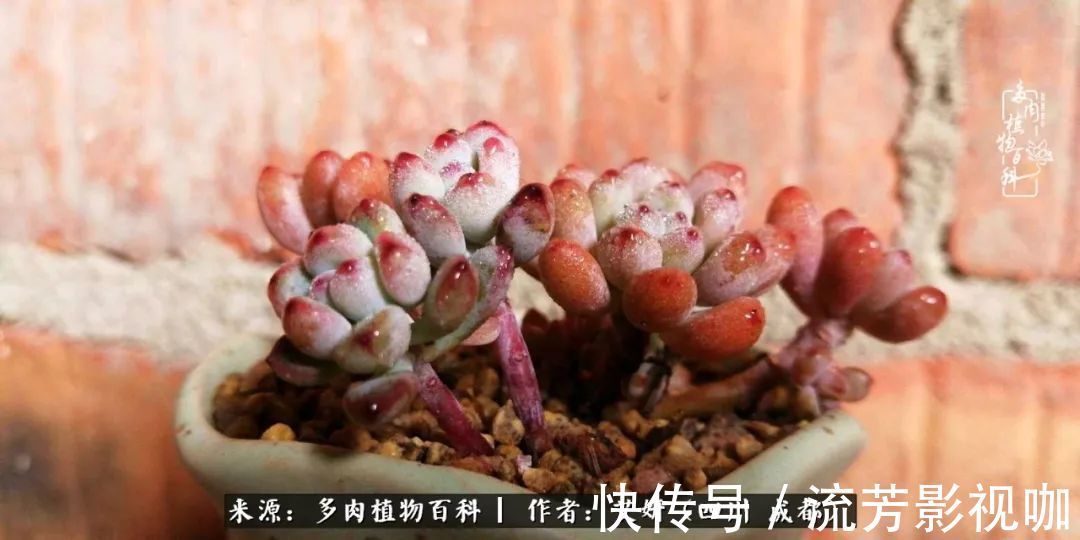 多肉|人生有时候就像多肉,不是不出彩,只是经历的时光还不够!