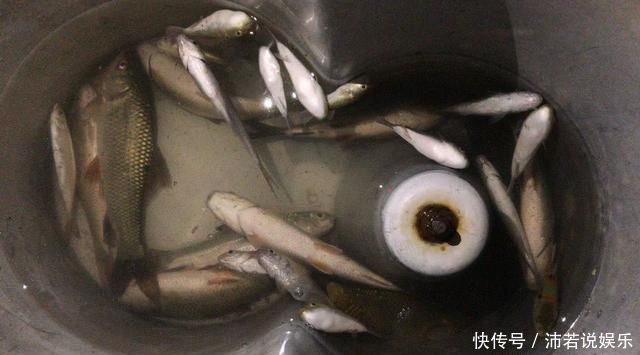窝内来了一群鱼,能看到钓不到,经人指点,鱼被钓起直呼不一般