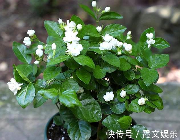板结|养茉莉花,用什么“土”最合适,特别是新手,这一点一定要注意