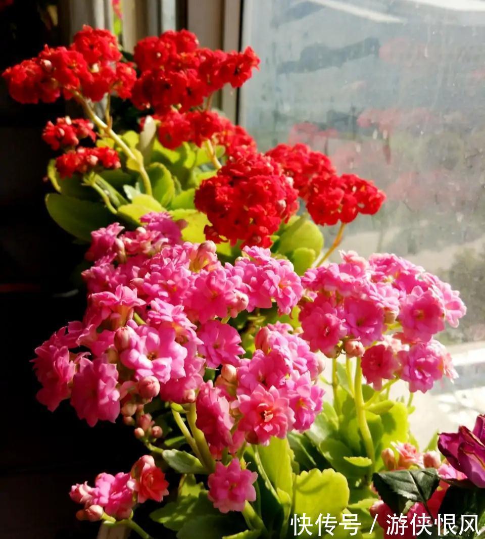 发财树|天气冷气温低,这些花要干养,少浇水才不易受冻和烂根