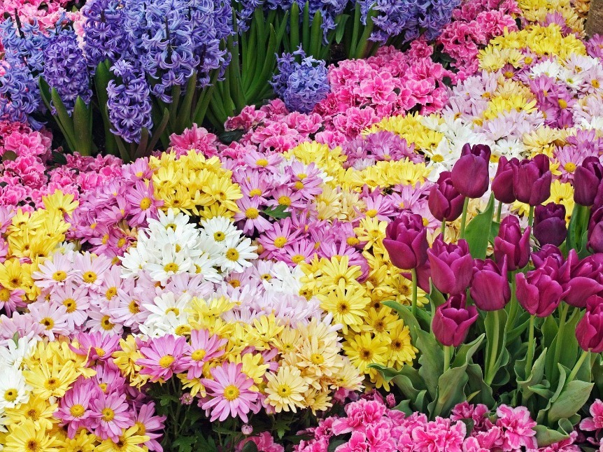 扶桑花|有钱人都喜欢种的4种花拥有花开不败、招财进宝的寓意
