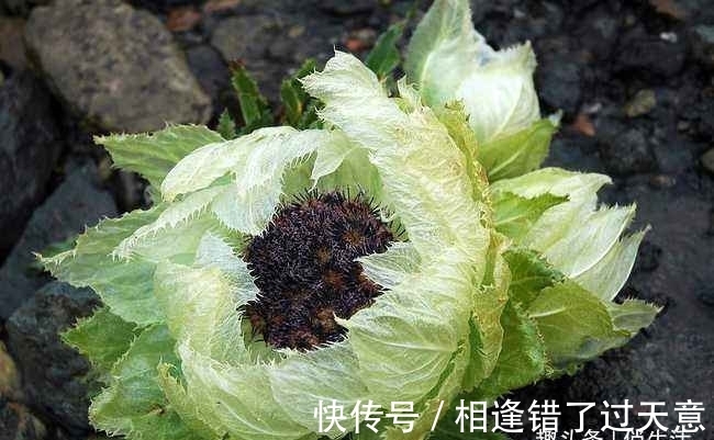 第一次养花,就养一盆“名贵之花”雪莲,花型奇特,富贵雍容