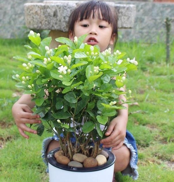 盆栽茉莉取代人造香水，该如何养好掌握4点，开花又白又香