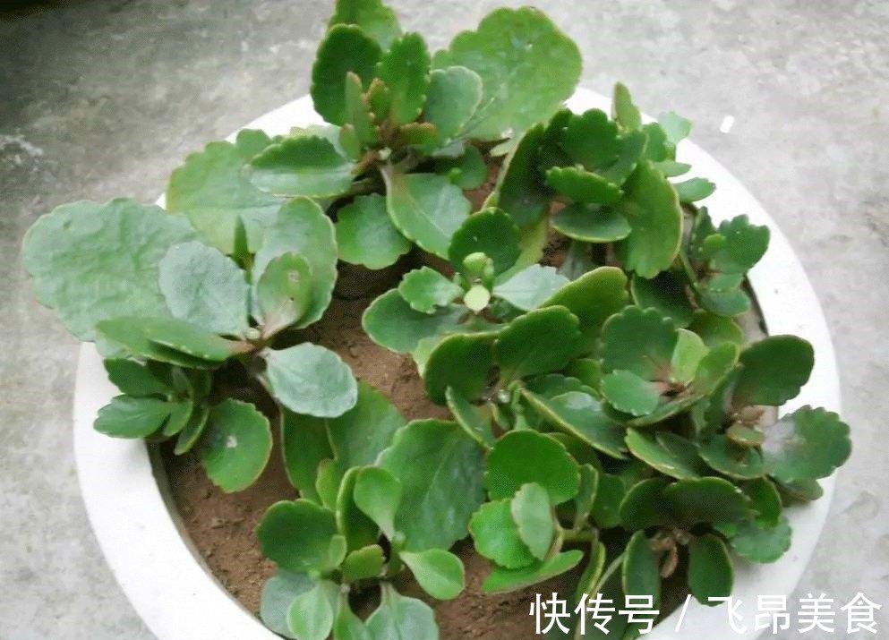 长寿花二十块一盆别花冤枉钱,这么一搞满阳台都是!