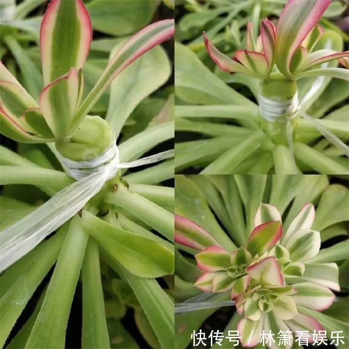 嫁接|多肉原来还能这么玩,嫁接方法很简单,轻松爆盆还好看!