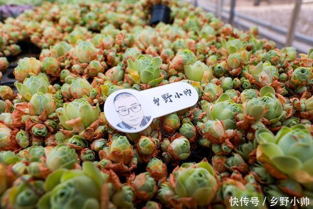 多肉植物|多肉叶片干瘪,不一定是缺水,可能是因为这些原因听听小帅怎么说