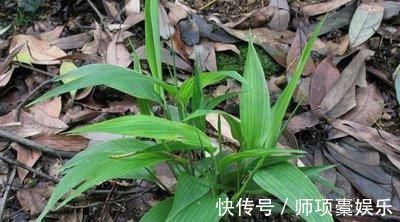 野生植物|种子会黏人，叶片是上好的凉茶，用来泡茶有良效，为家庭必备