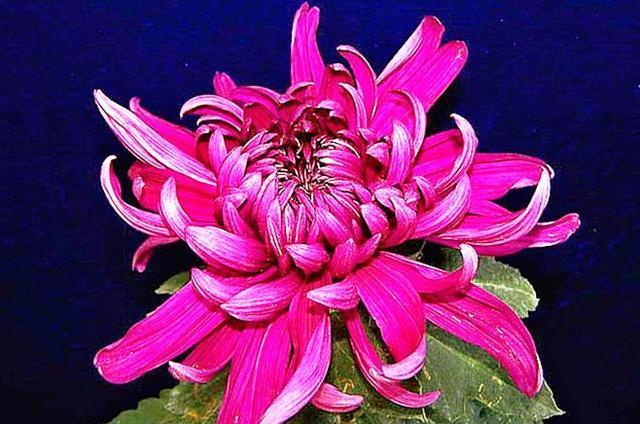 喜欢菊花，就养“菊中珍品”牡丹红，花型丰满，富贵华美