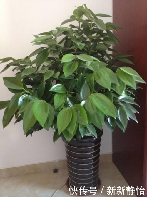 客厅里要养4种树，不为别的，重点是“寓意”好