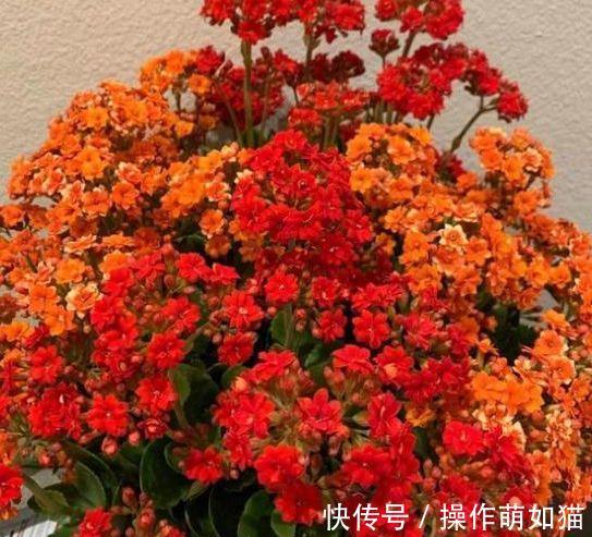 农历9月30日霜降后,养什么花?以下3种花,福泰安康合家欢乐