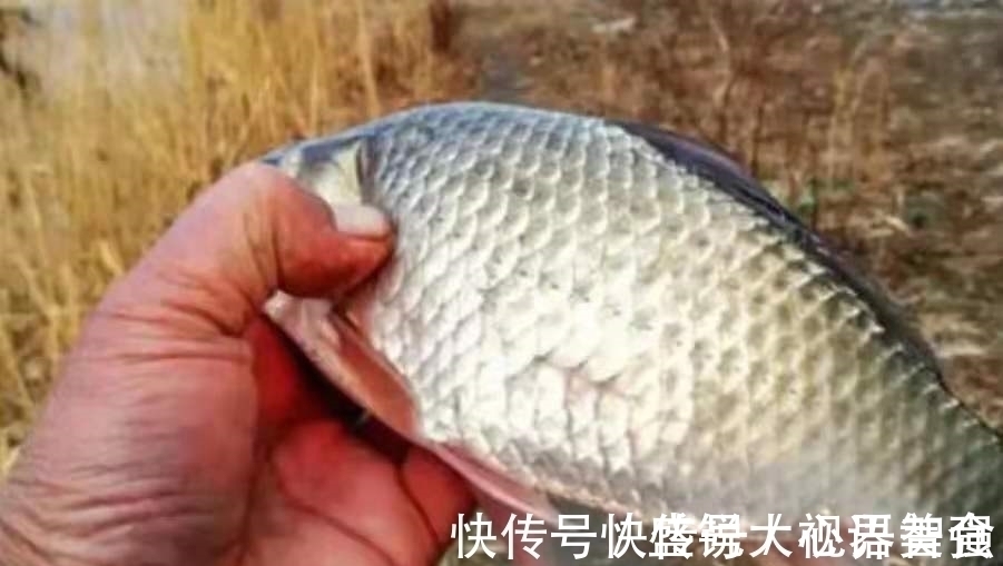 钓点鱼星一大片,谁料无鱼吃饵,二十年老司机道破实情,服了