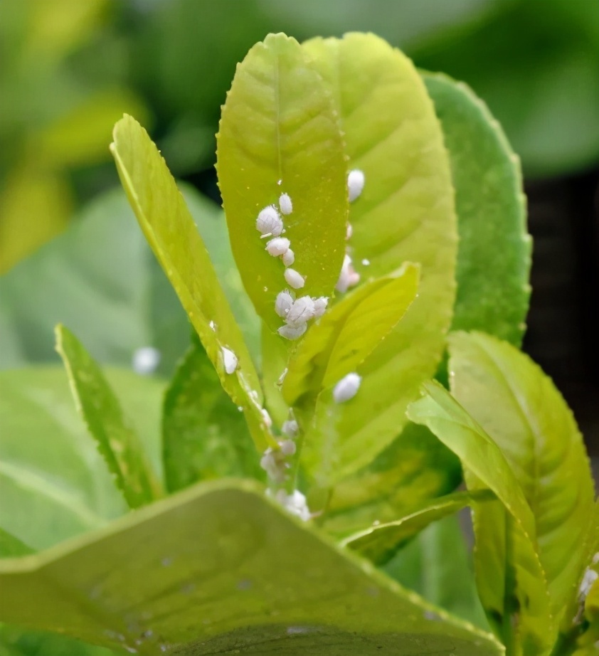 蚧壳虫|蚧壳虫身披“蜡质壳”，养花遇到很烦人，记住这几招，全部都消灭