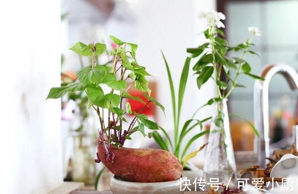 3块钱,让你拥有价值500块钱的盆景,赚大发了