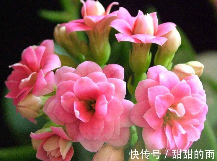 养护“长寿花”,生长不旺盛,原因在这里,此“溶液”作用很大!