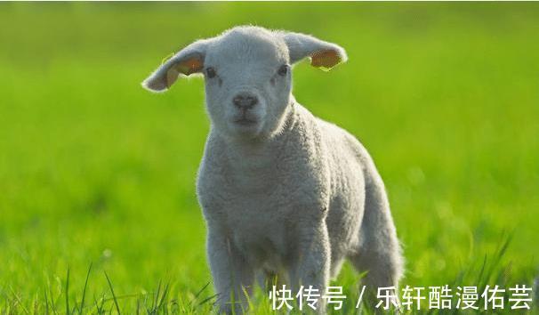 十羊九不全是真的吗这四年出生的属羊人，旺人旺己，一生安康