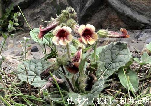 友友们|农村一种野草,根似人参,过去不被待见,如今价值珍贵20元一斤