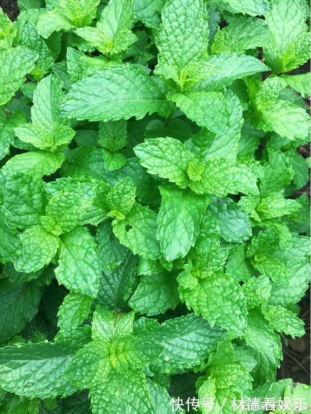 绿油油|6种杀菌花，杀菌去异味，家里空气更干净！