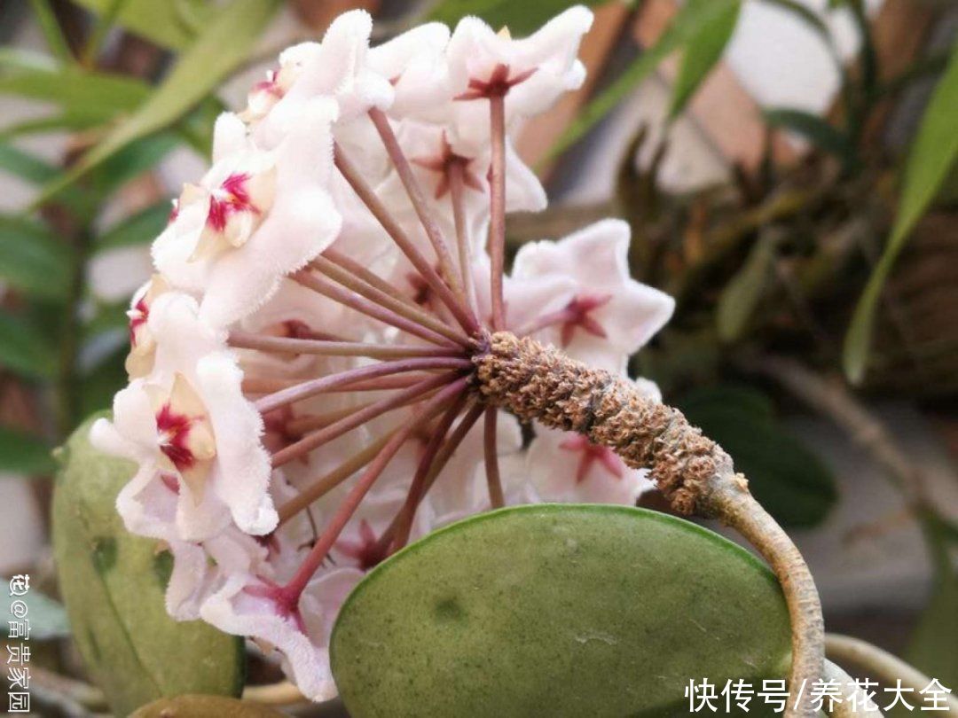 带花芽的枝条不能修剪，未来全是花苞，一剪就亏了