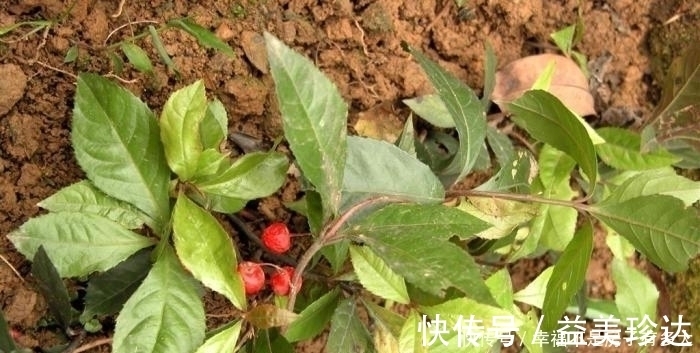 矮地茶|这东西,俗称“矮地茶”,南方很常见,遇到请重视