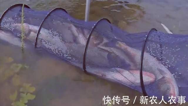 老板|“钓王”邓刚伪装成新手,花260块钓走1000元鲢鳙,老板看到心痛