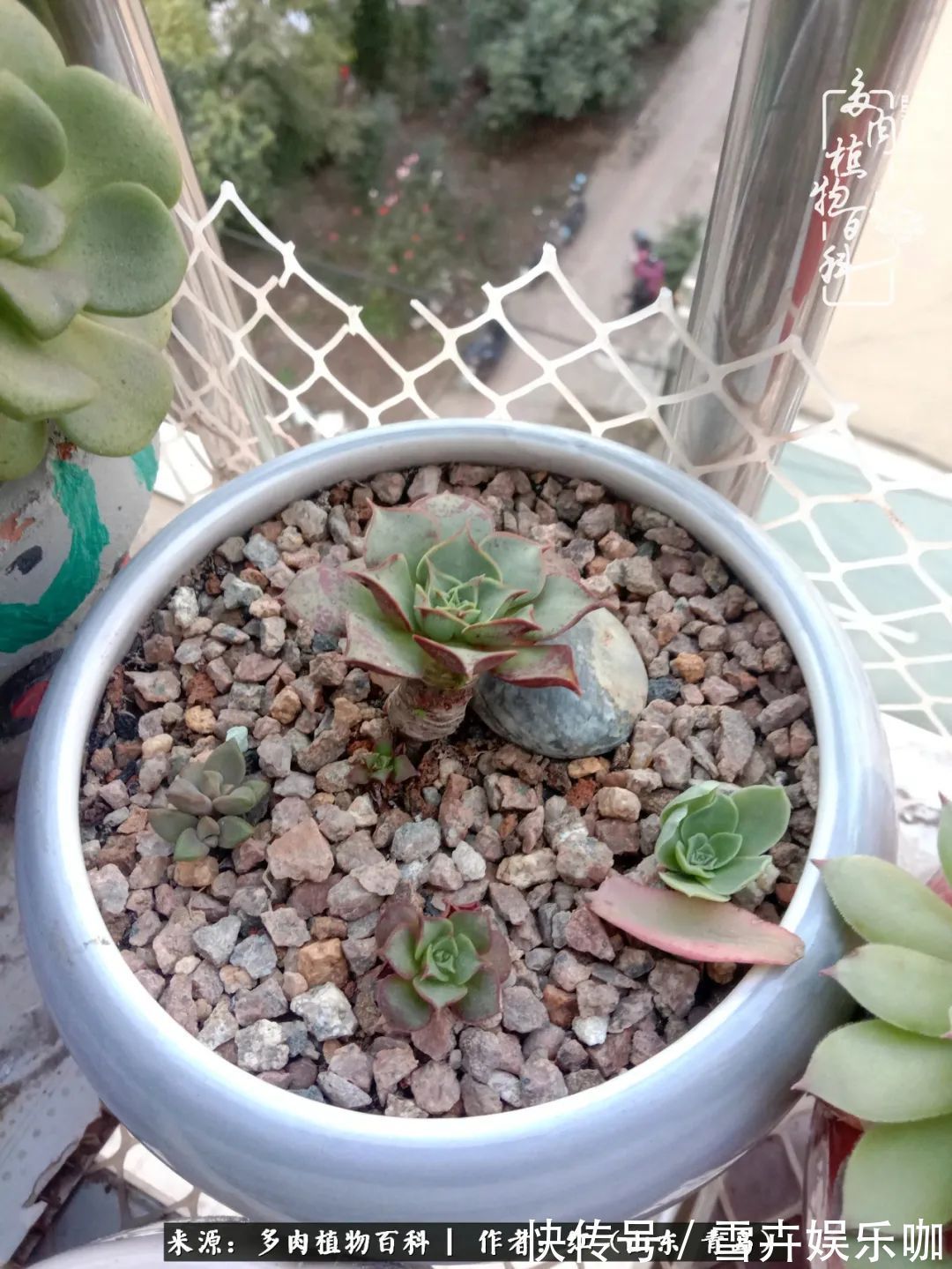 红稚莲|多肉度个夏,回到解放前!曾经有多美,现在就有多丑!