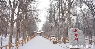 惊艳！冬日里的金塔胡杨林，美到尖叫的冰雪奇缘