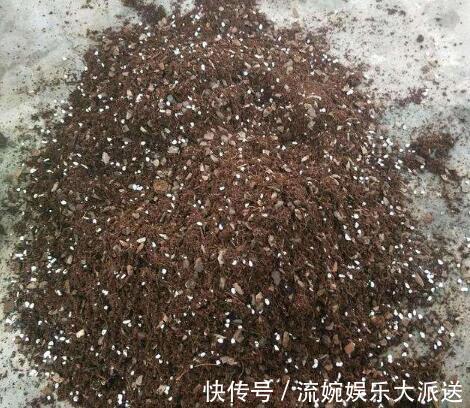 肥沃|养天竺葵,高温后别忘“修剪换盆”,新芽蹭蹭长,叶茂盛,花满枝