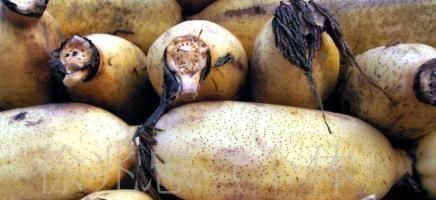 搭配|莲藕与此物搭配,脂肪少了,不贫血了,身体好,尤其女性不可错过