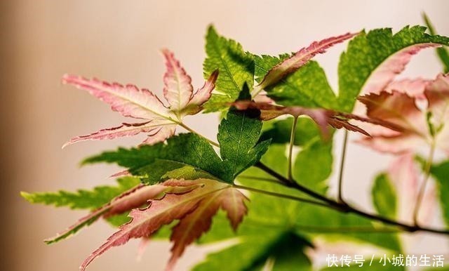 5种花扔外头，越下雨开得越好，超漂亮！5种花扔外头，越下雨开得越好，超漂亮！