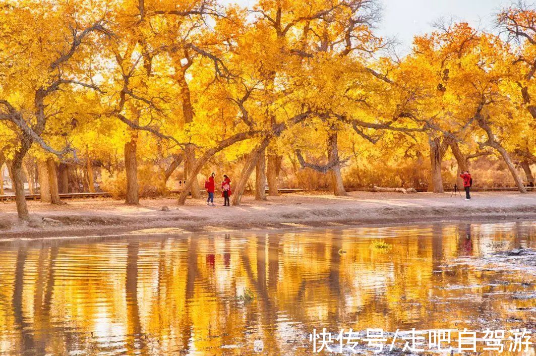 景区|额济纳“黄金盛宴”来了！住景区，穿越无人区峡谷，错过要等一年