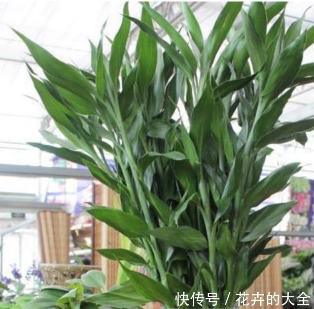 家里阳台必养此款花卉，旺财又旺宅，越过越好！