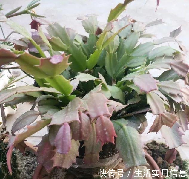 特欠剪的花,越剪越好看,花开不断!特欠剪的花,越剪越好看,花开不断!