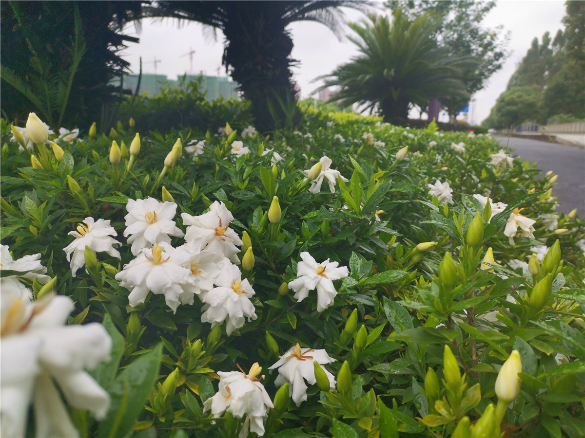 吉安|美丽吉安：吉州大道栀子花开 洁白如雪