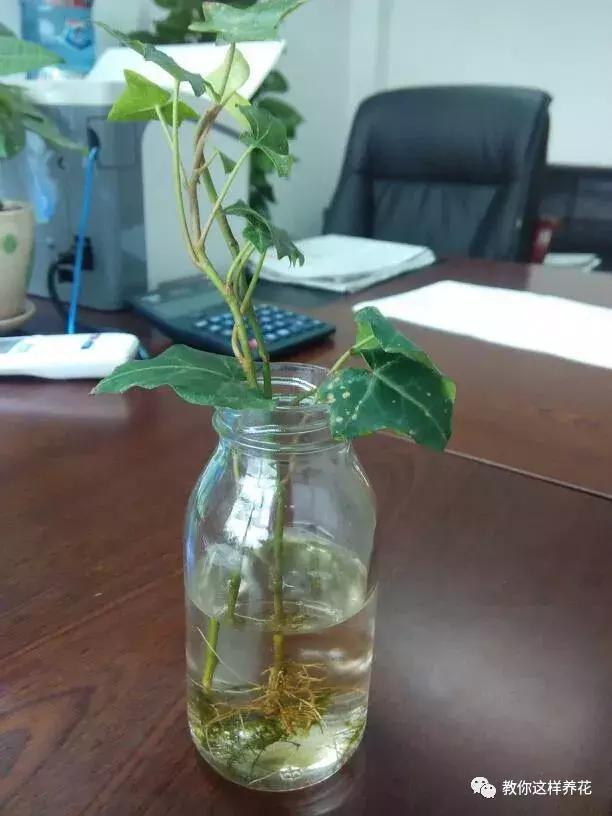 土生根|4种花放水里猛长根,比土培好养100倍,一分钱不花,还很漂亮!