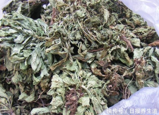 中年|山坡上一种“疙瘩草”,农民见到就拔,不知是珍贵“止咳药”!