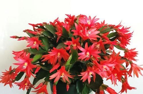 养花在三个时期别乱动,乱动只有害处没有好处,老花友全知道