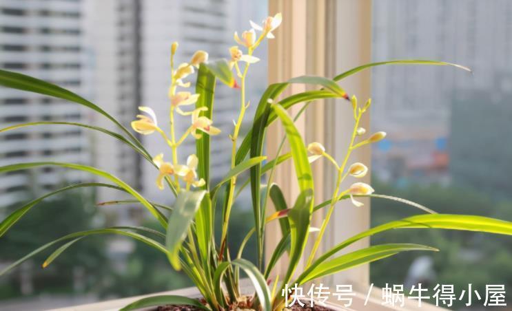 遮阳网|夏季,搁阳台盆栽兰花,切记:侍弄好这3点,养护简单
