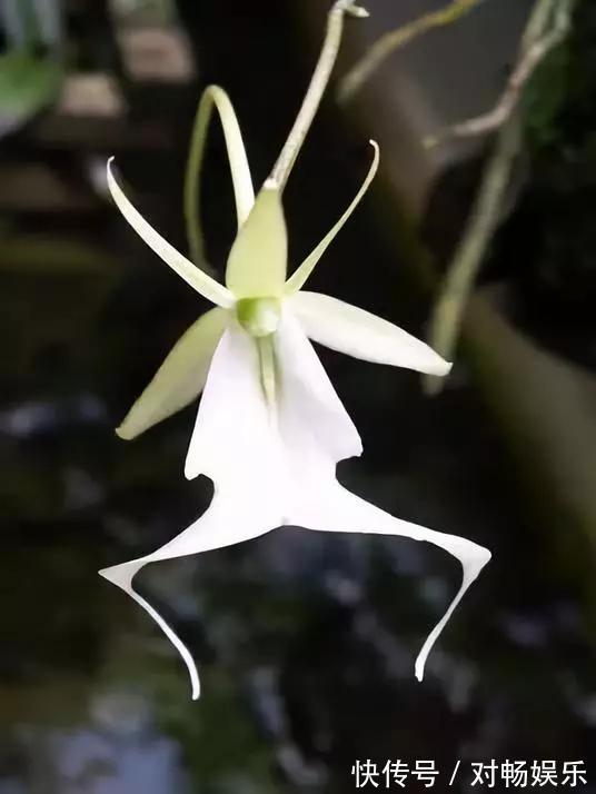 世界上最贵的花,一盆就是一座房子!看过的贵气满满