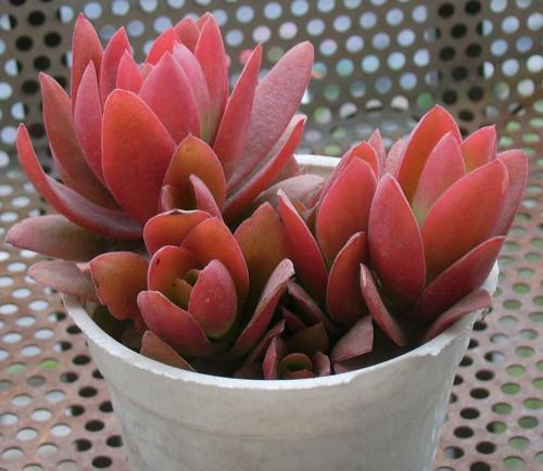 春天养多肉火祭,简单“三步走”,叶子红艳似火苗,谁见了都夸美