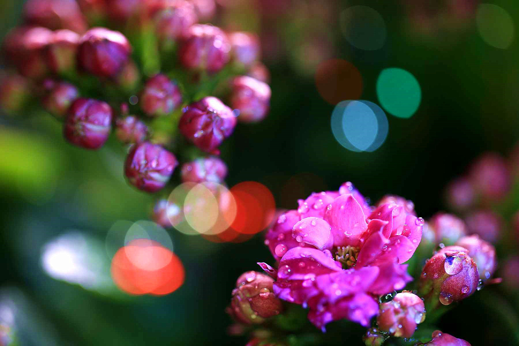 养长寿花，这三个位置就是“死亡之地”，放一盆死一盆