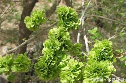 采摘|五月不能错过的几种野菜,清理肠胃好帮手,城里人抢着吃