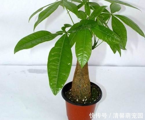 焕发|蔫掉的盆栽不要扔，一个小方法，焕发生机狂发芽