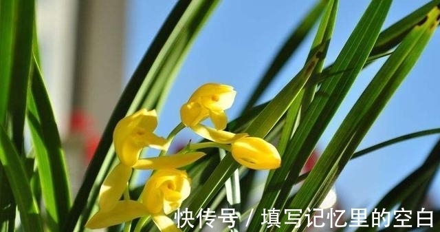 叶片|新手养兰花，这种肥最好别用，很容易“烧苗”