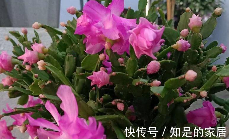 光照|秋天养蟹爪兰，解决好这4件事，茎叶长得茂盛，开花格外漂亮