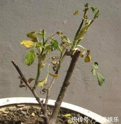 鸡蛋壳养花效果到底是怎么样,你了解过嘛