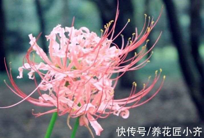 彼岸花|5种漂亮花“不吉利”，讲究人都不敢养，其实你可以从别的角度看